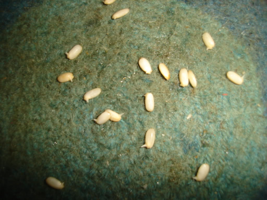 DSC02274.jpg