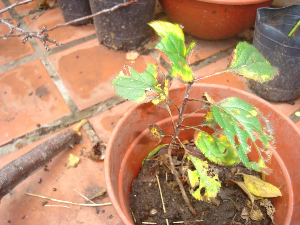 DSC02276.jpg