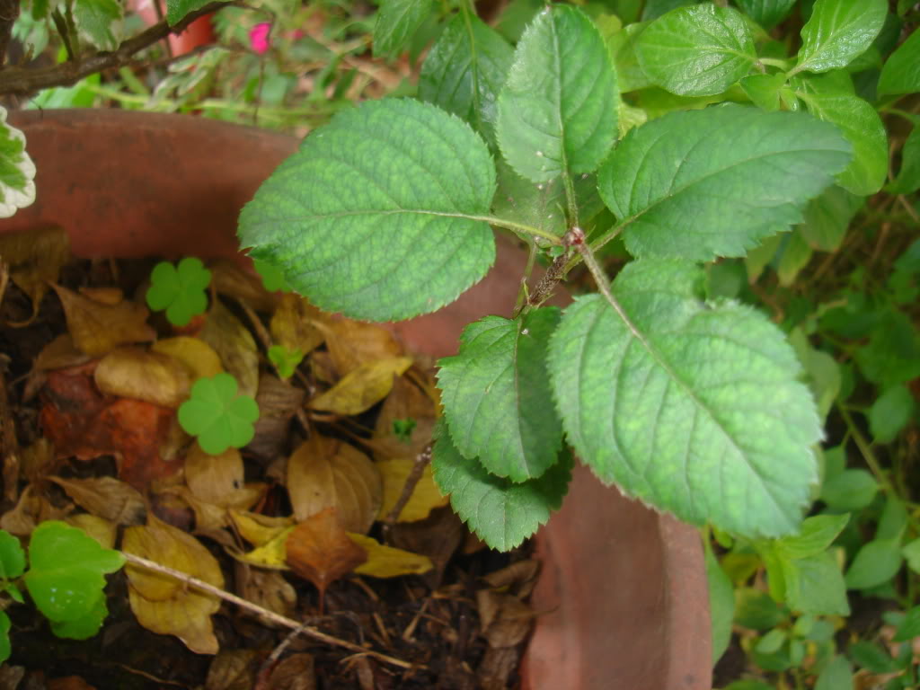 DSC02277.jpg