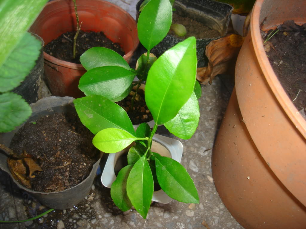DSC02278.jpg