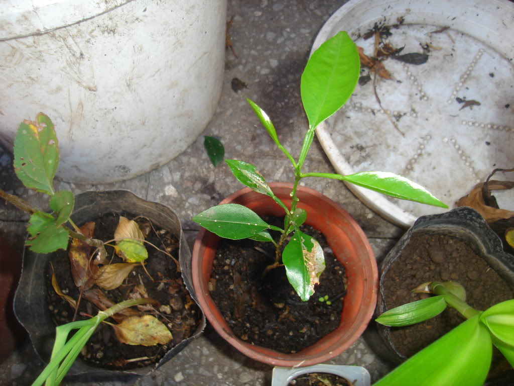 DSC02281.jpg