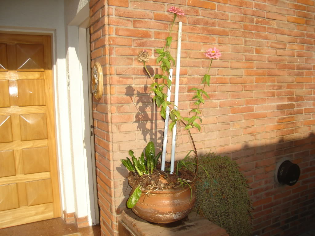 DSC02294.jpg