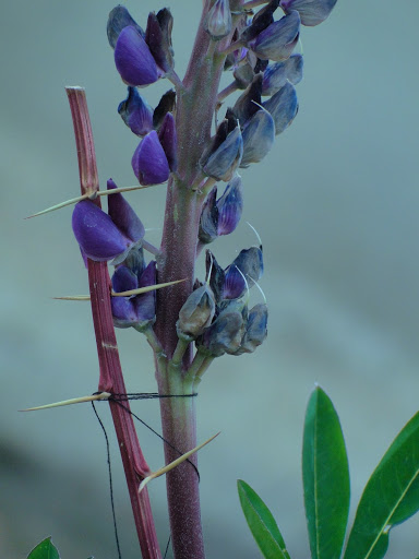 DSC02295.JPG