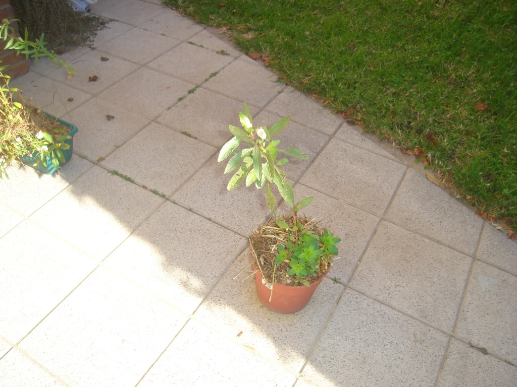 DSC02296.jpg
