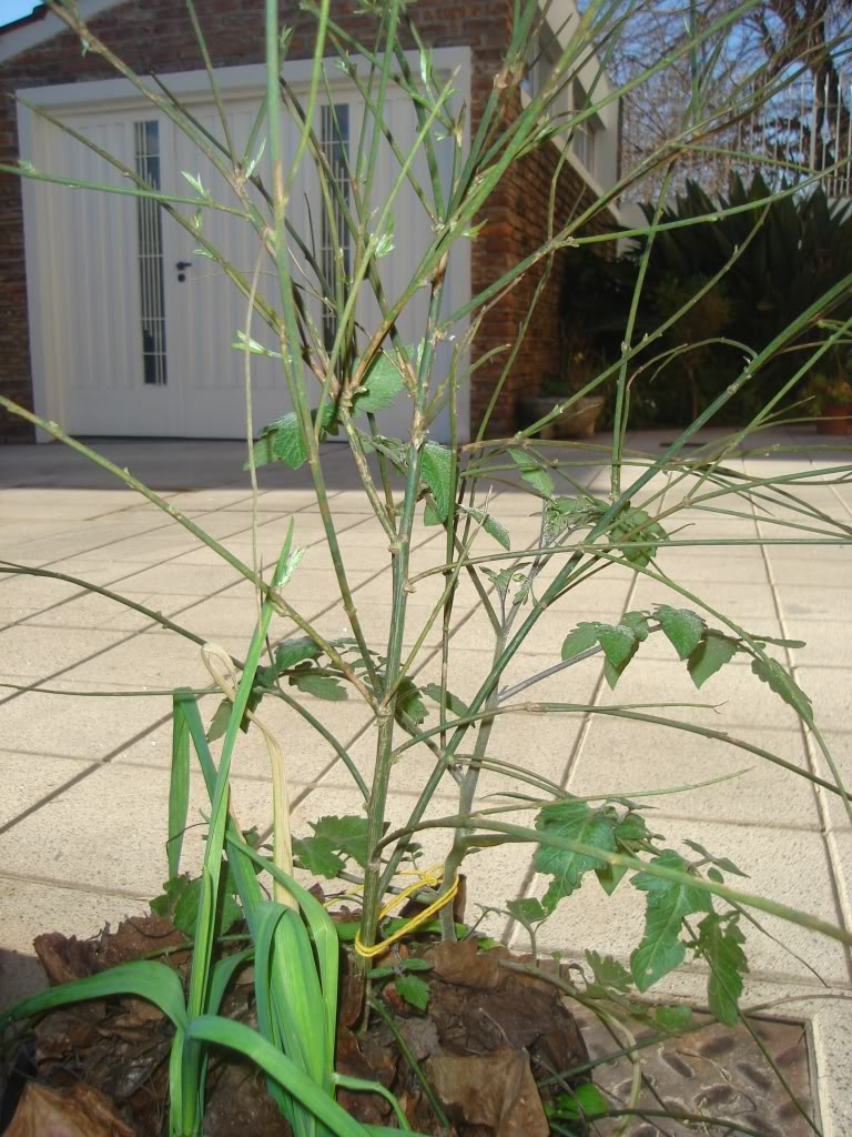DSC02297.jpg