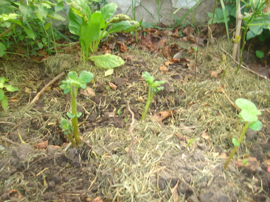 DSC02300.jpg