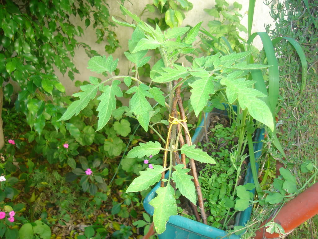 DSC02302.jpg
