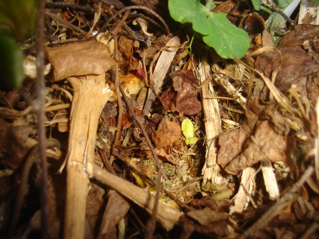 DSC02306.jpg