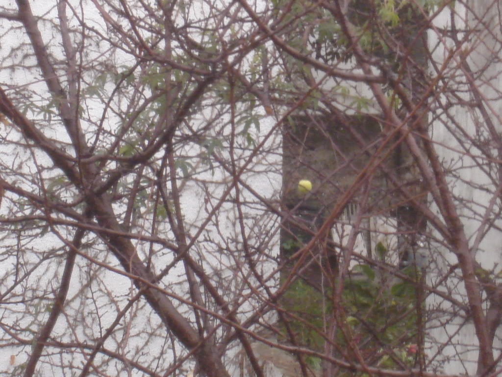 DSC02310.jpg