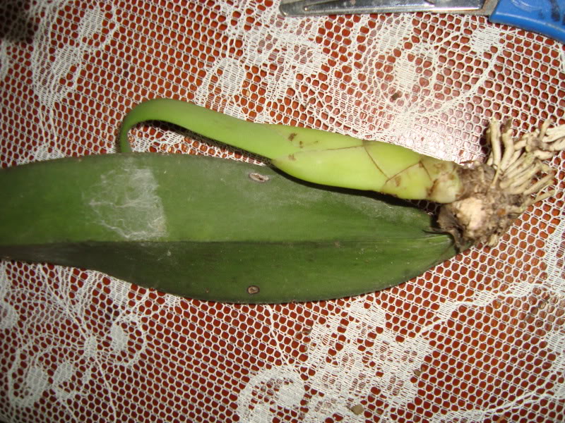 DSC02327.jpg