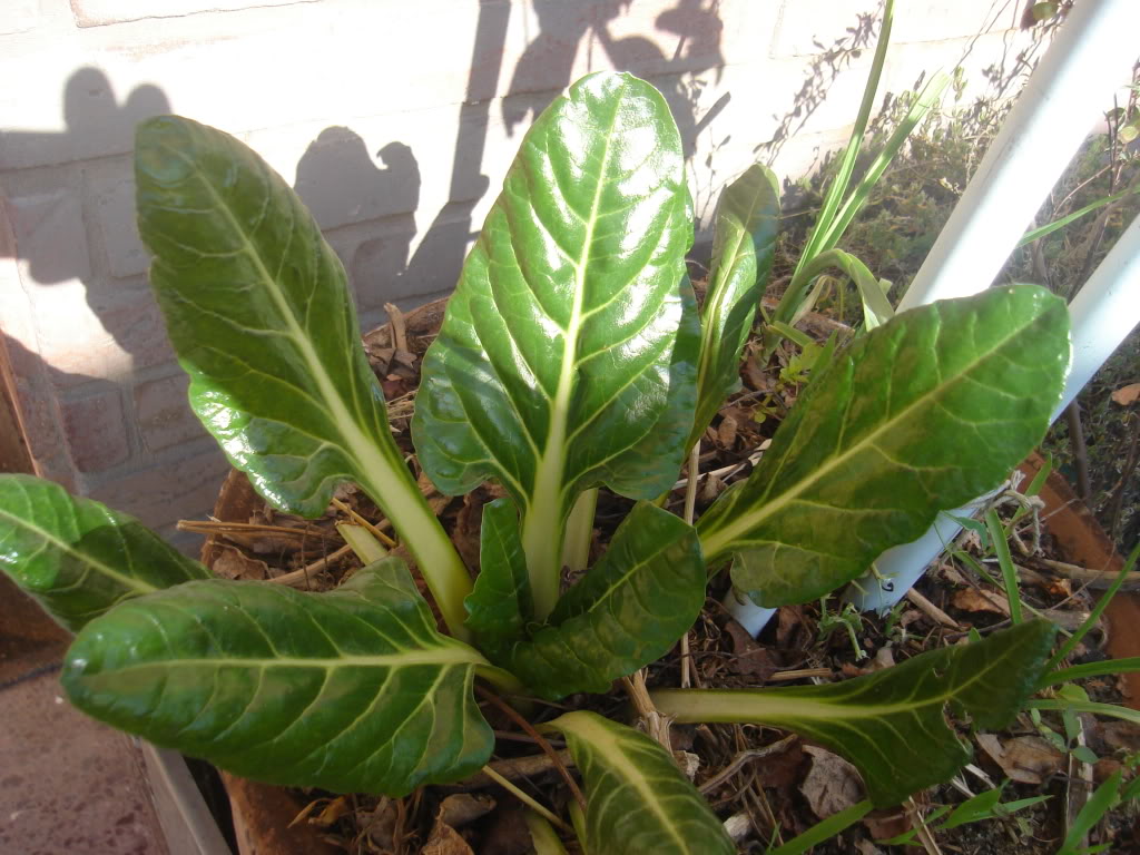 DSC02328.jpg