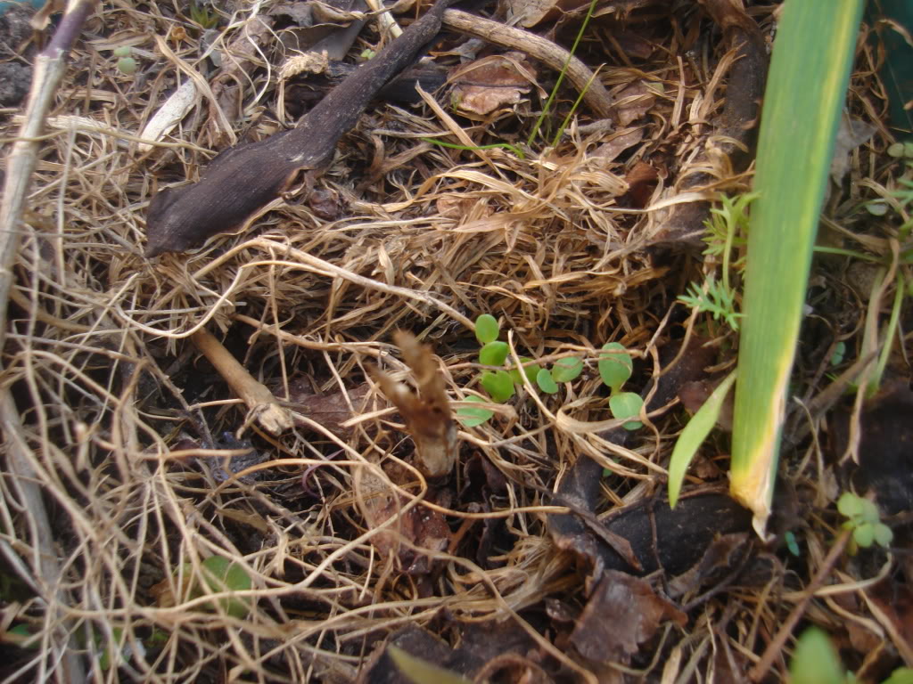DSC02329.jpg