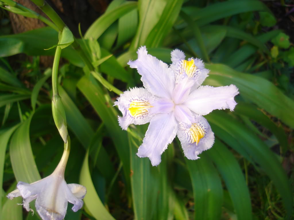 DSC02337.jpg