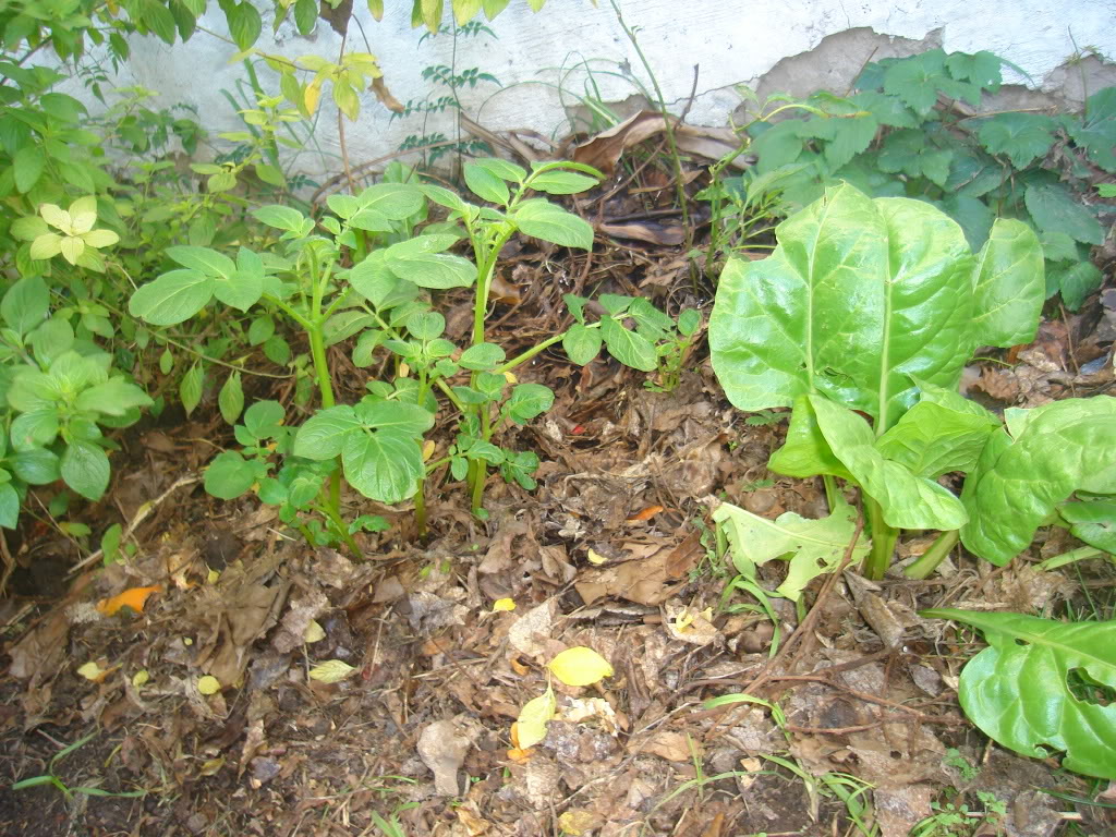DSC02338.jpg