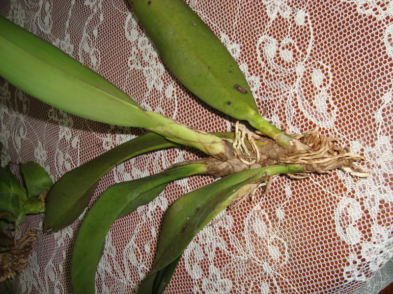 DSC02339.jpg