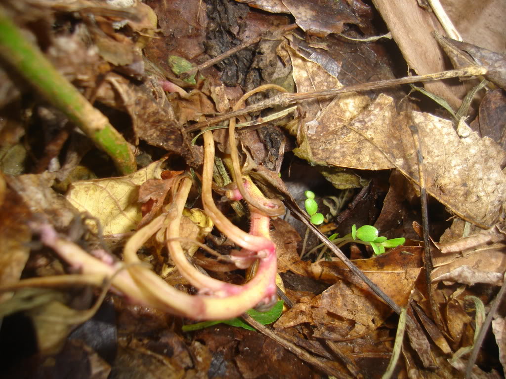 DSC02341.jpg