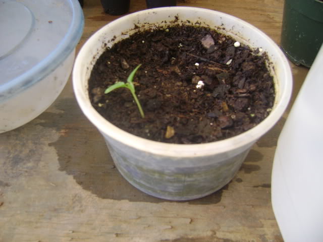 DSC02344.jpg