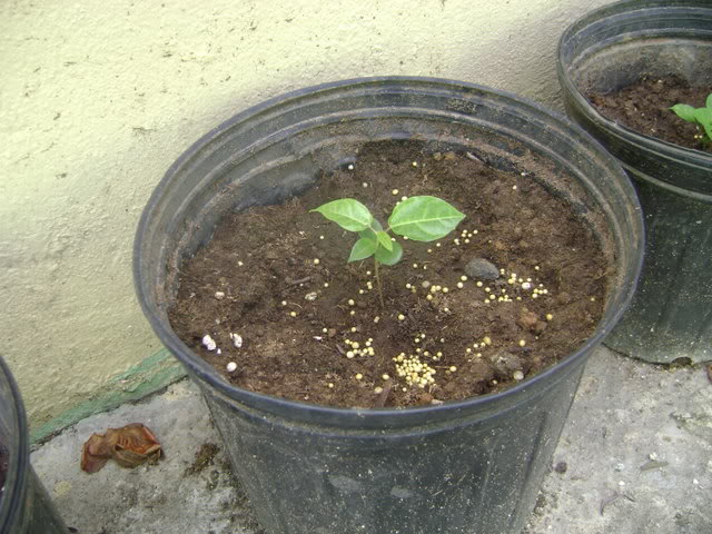 DSC02345.jpg