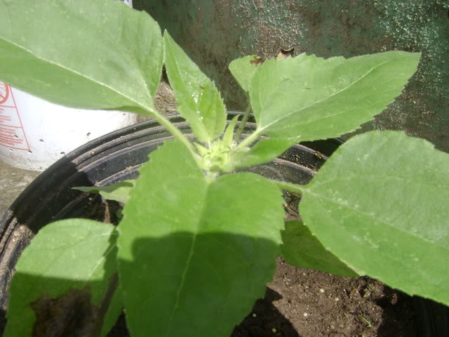 DSC02346.jpg