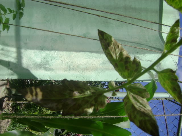 DSC02347.jpg