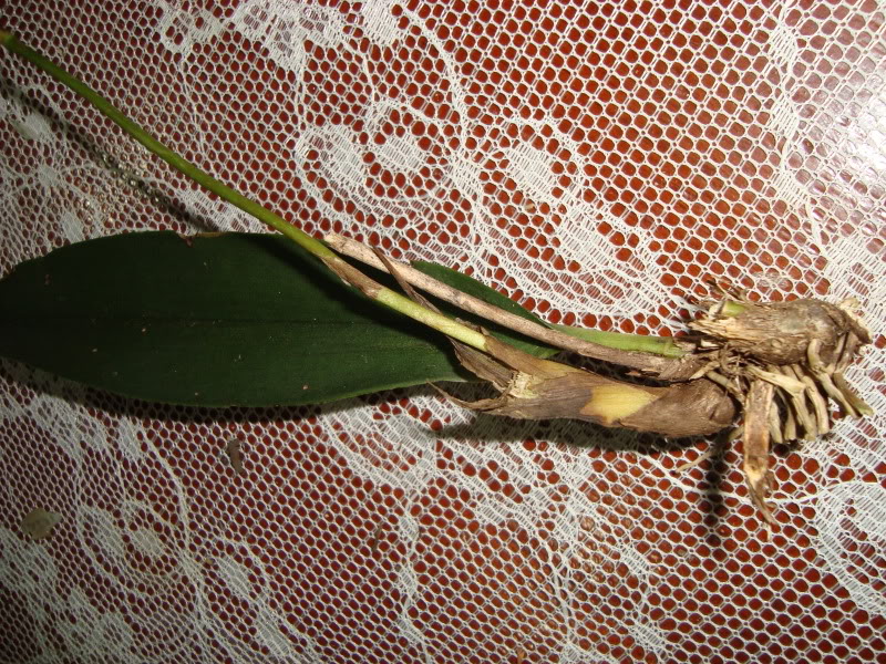 DSC02347.jpg