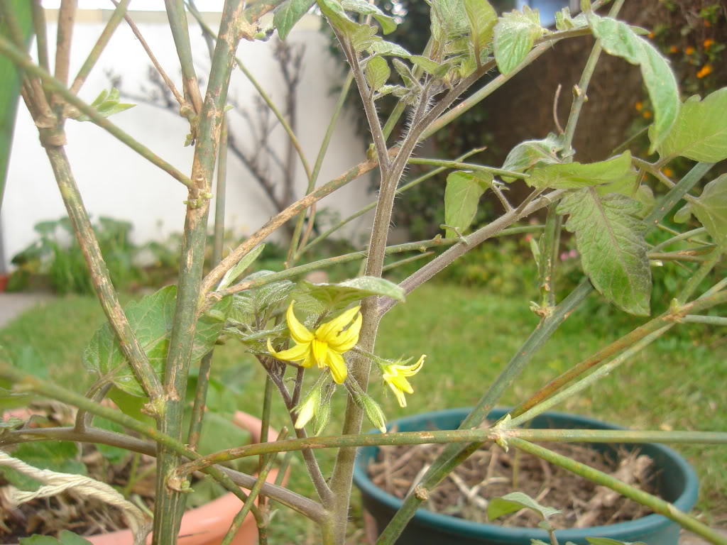 DSC02347.jpg