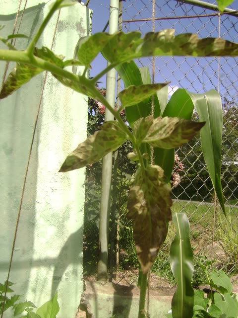 DSC02348.jpg