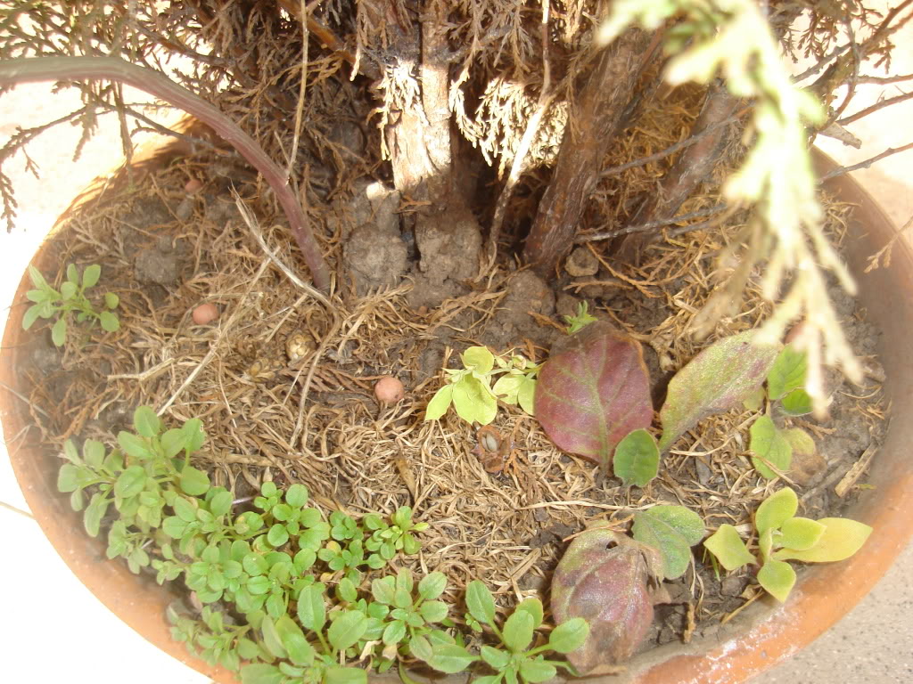 DSC02351.jpg