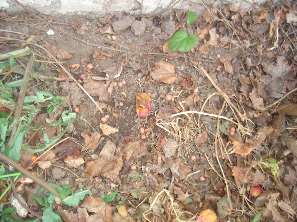 DSC02353.jpg