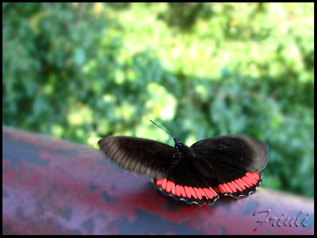 DSC02358_copiar.jpg