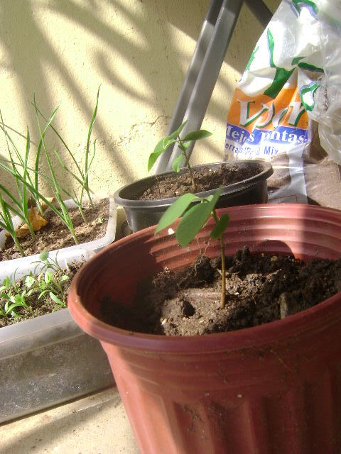 DSC02365.jpg