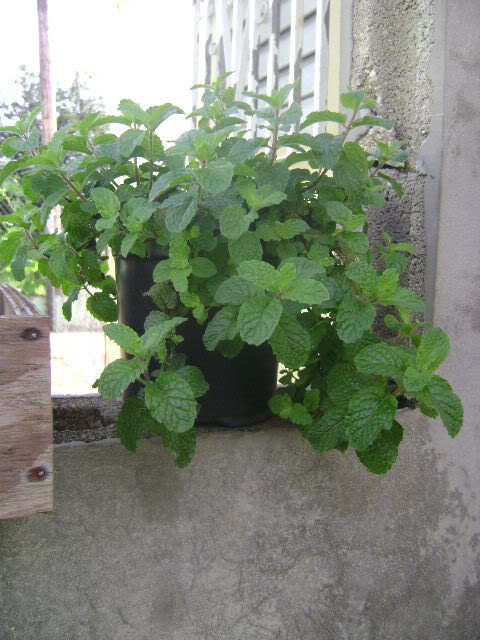 DSC02370.jpg