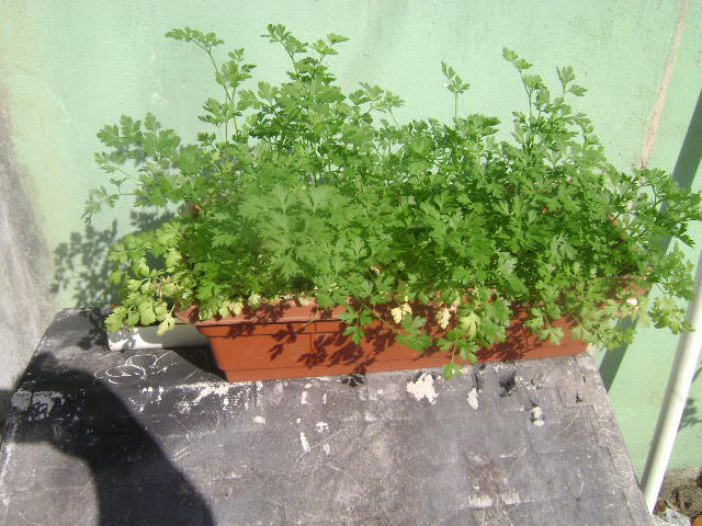 DSC02374.jpg