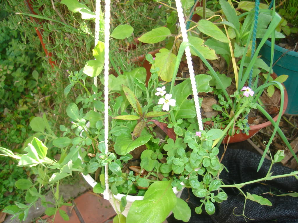 DSC02374.jpg