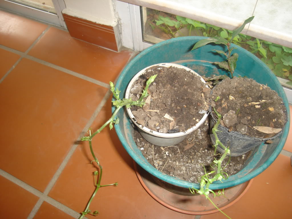 DSC02376.jpg