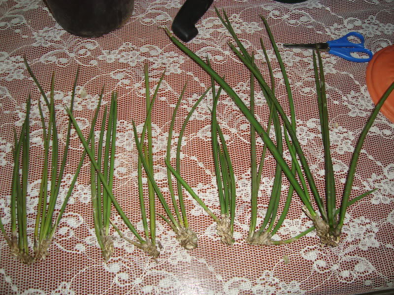 DSC02377.jpg