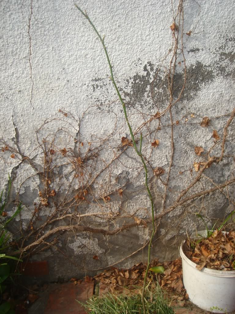 DSC02377.jpg