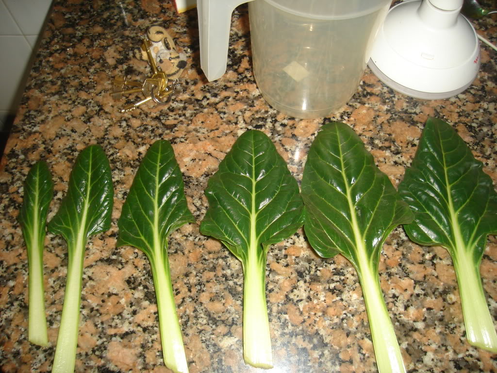 DSC02378.jpg