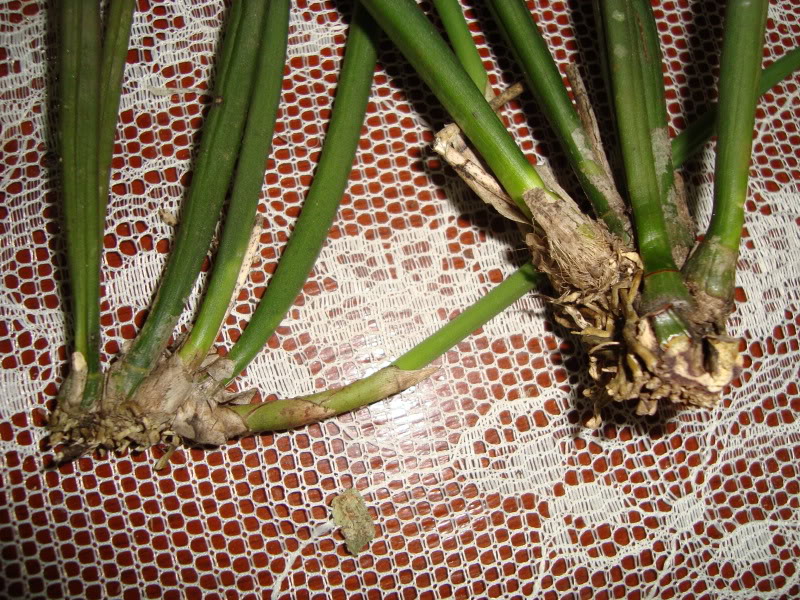 DSC02379.jpg