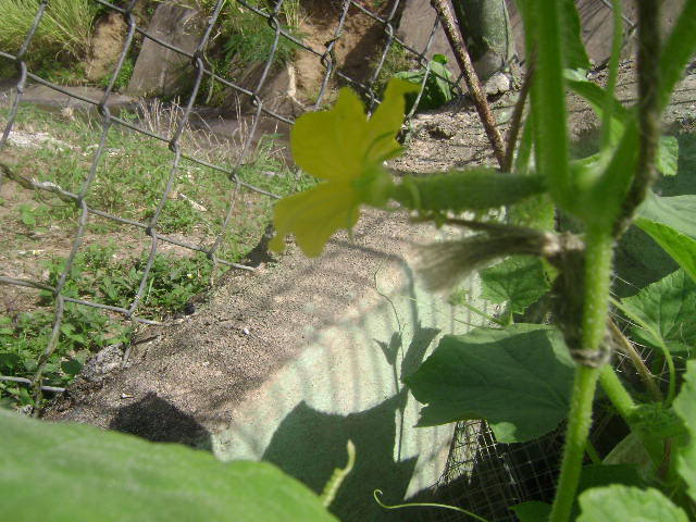 DSC02381.jpg