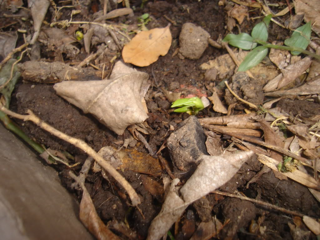 DSC02383.jpg