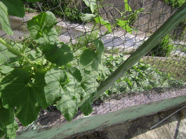 DSC02384.jpg