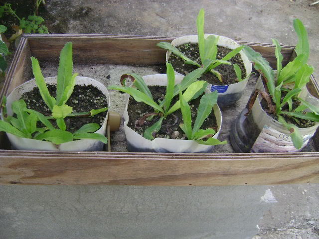 DSC02385.jpg