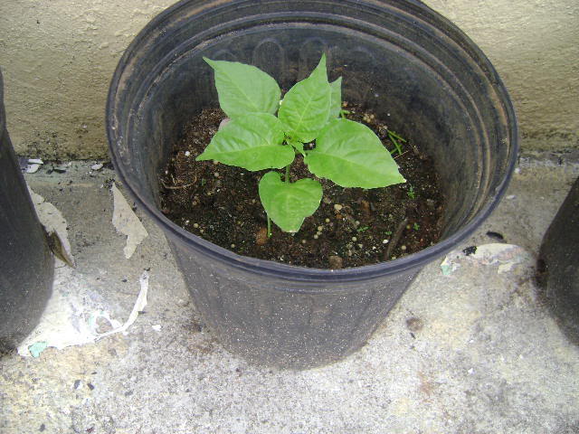 DSC02388.jpg