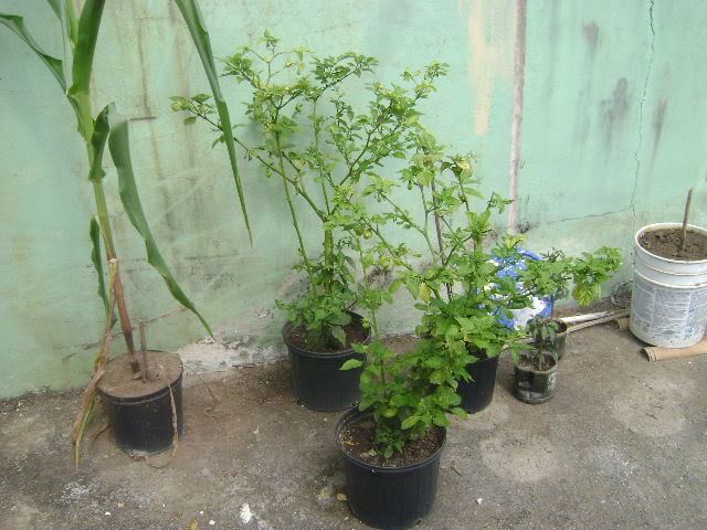 DSC02389.jpg