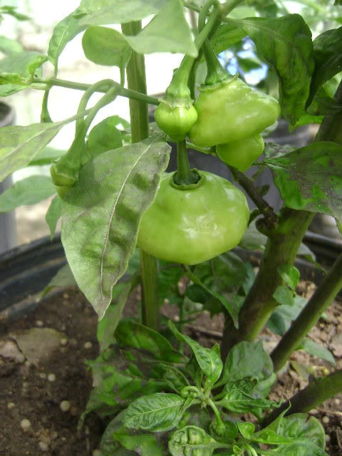 DSC02390.jpg