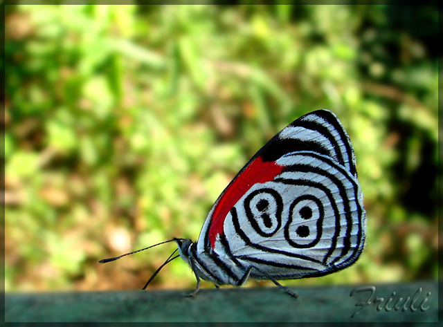 DSC02405_copiar.jpg