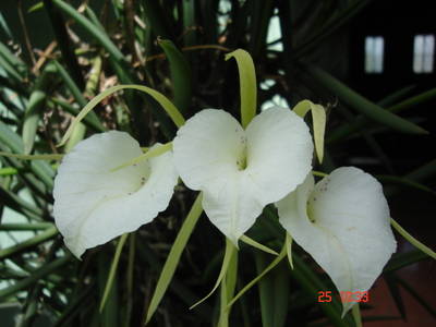 DSC02432.JPG