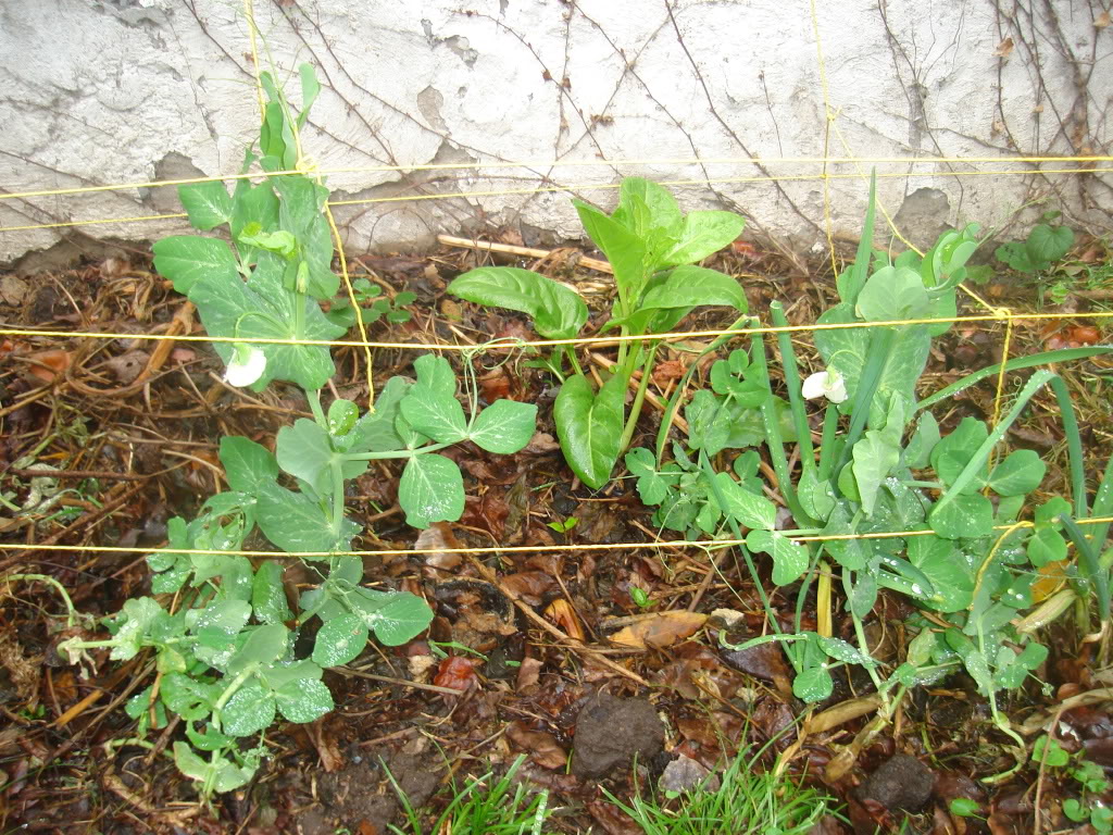 DSC02442.jpg