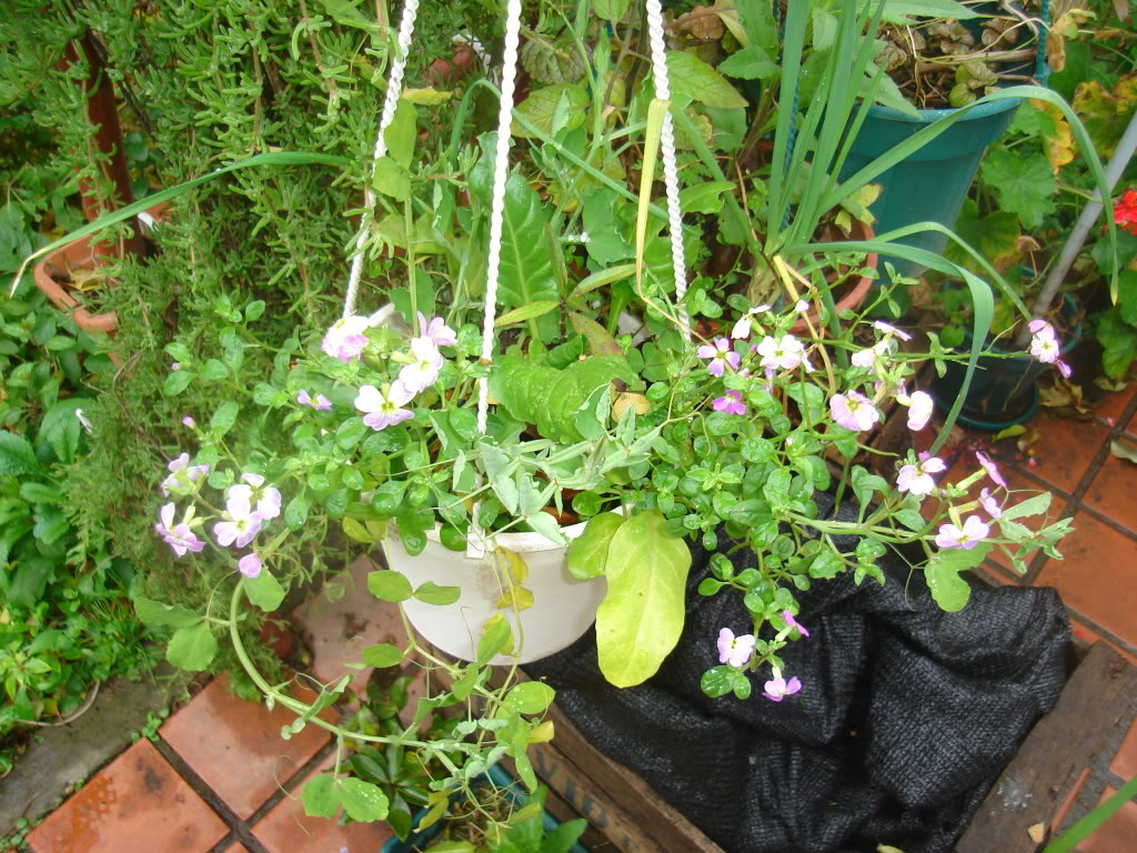 DSC02445.jpg